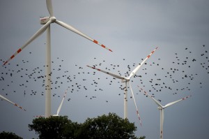 Photo of birds flying near wind turbines. Photo courtesy of Danish Wind Industry Association.