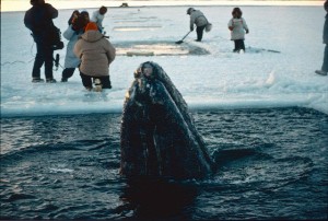whale takes a peak at humans above the ice