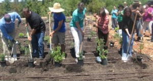 people lined up with shovels in hand planting veggies