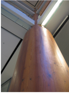 A close-up of a bamboo tree that was re-used during construction as a sustainable feature 