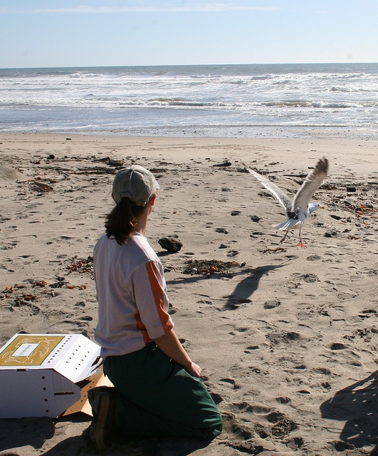 Outstanding Thesis Award recipient Danielle Frechette releasing radio-tagged western gull.