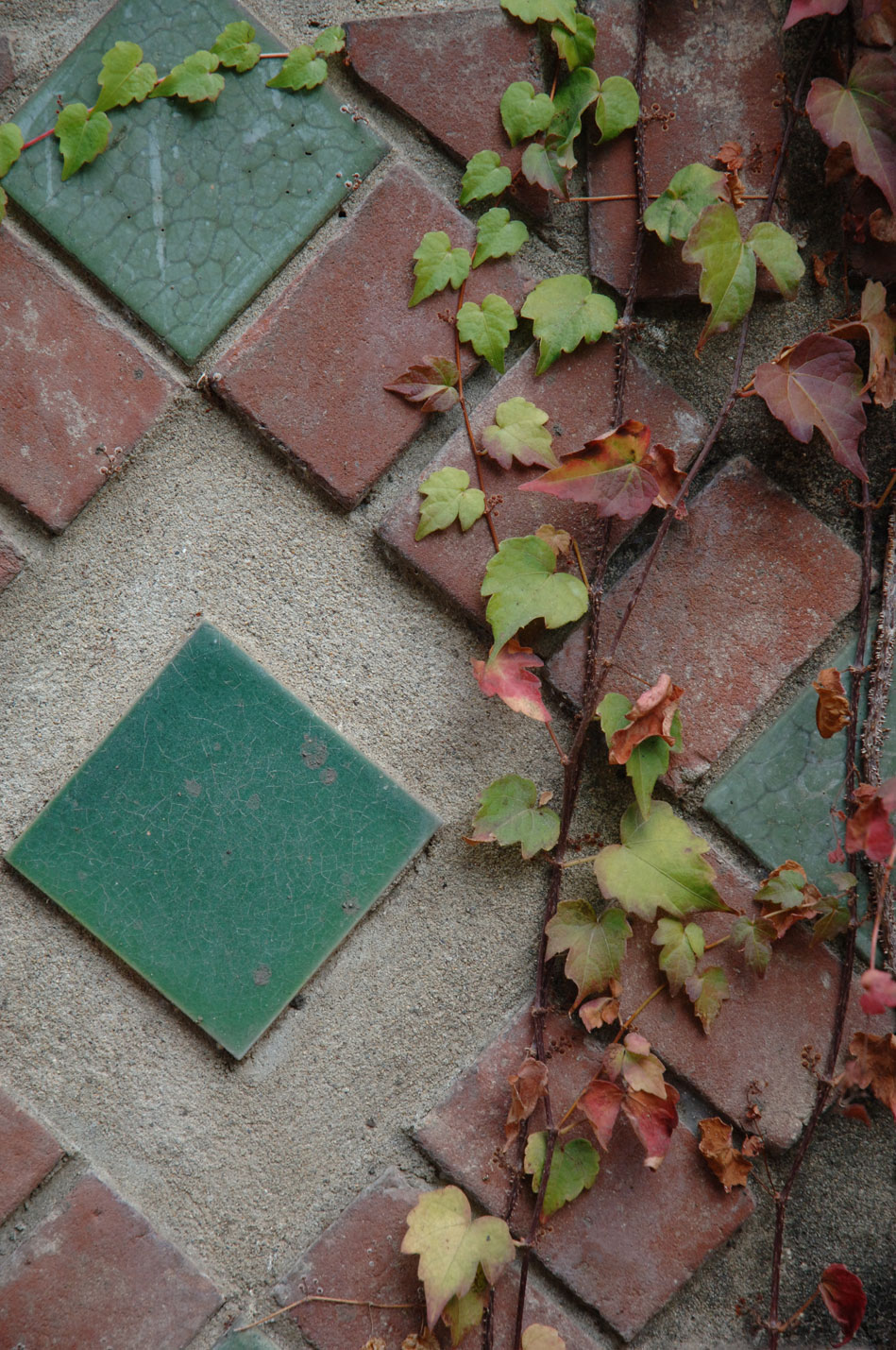 admissions tile and ivy image