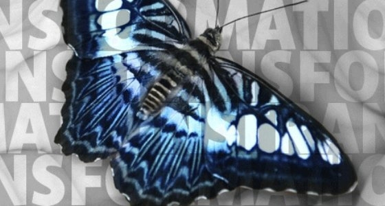 blue butterfly over "transformations"