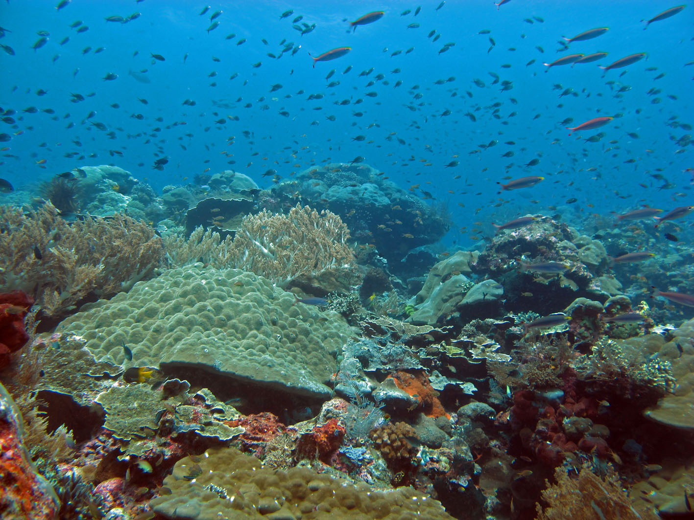 NSF Grant Funds Marine Biodiversity Research