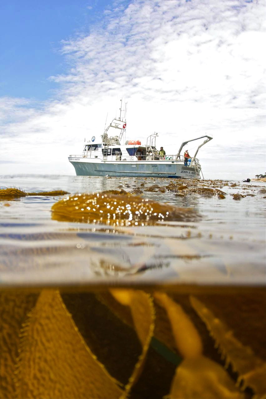 A boat on the water with partial view of being underwater with seaweed.