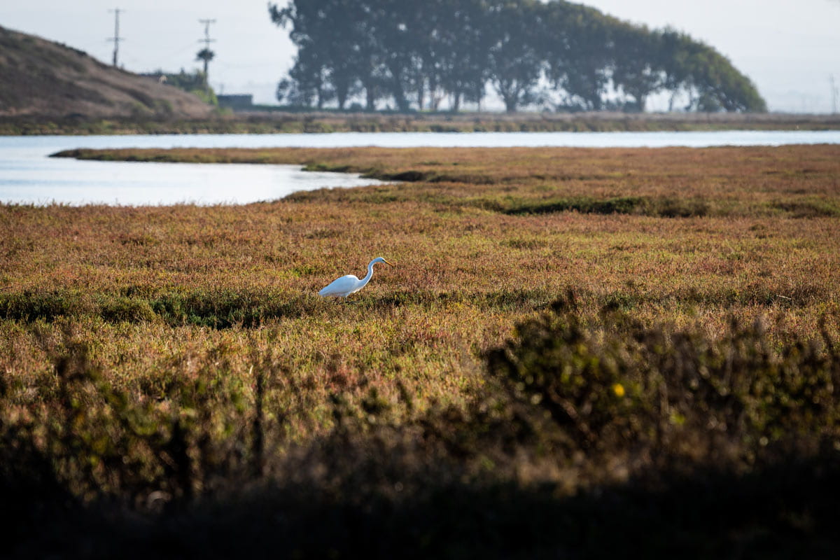 A single white crane stands in the middle of a brownish grassy field with a lake path curving behind.