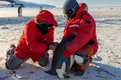 Researchers holding a penguin