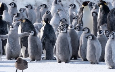 SJSU Researchers Track Emperor Penguins to Learn More About Climate Change