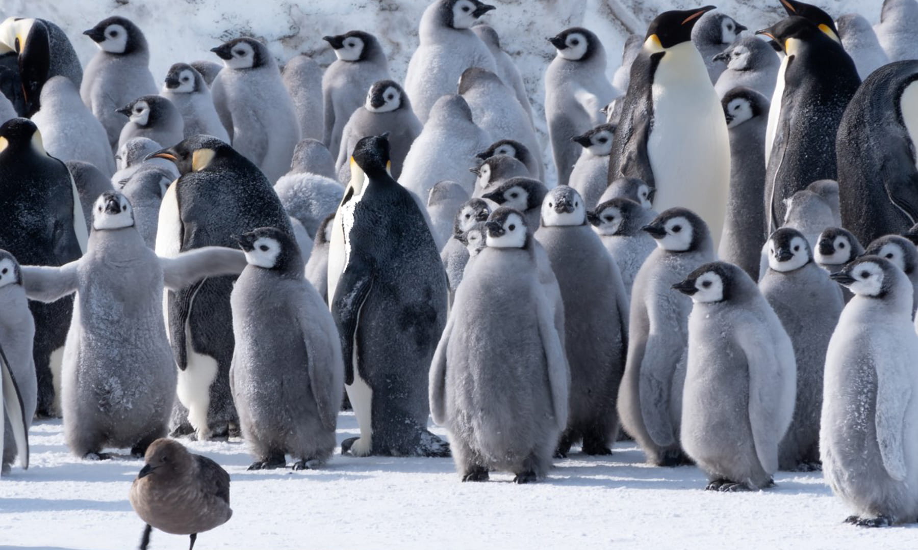 A group of emperor penguins