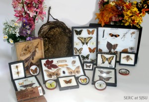 More than 20 species of butterflies are listed as endangered by the United States Fish and Wildlife Service, learn more about them before they are extinct with these handy demonstration kits