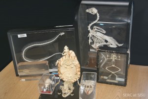 These skeletons are a great way to capture students interest in the fauna all around them and they are a great alternative just looking at pictures and videos 